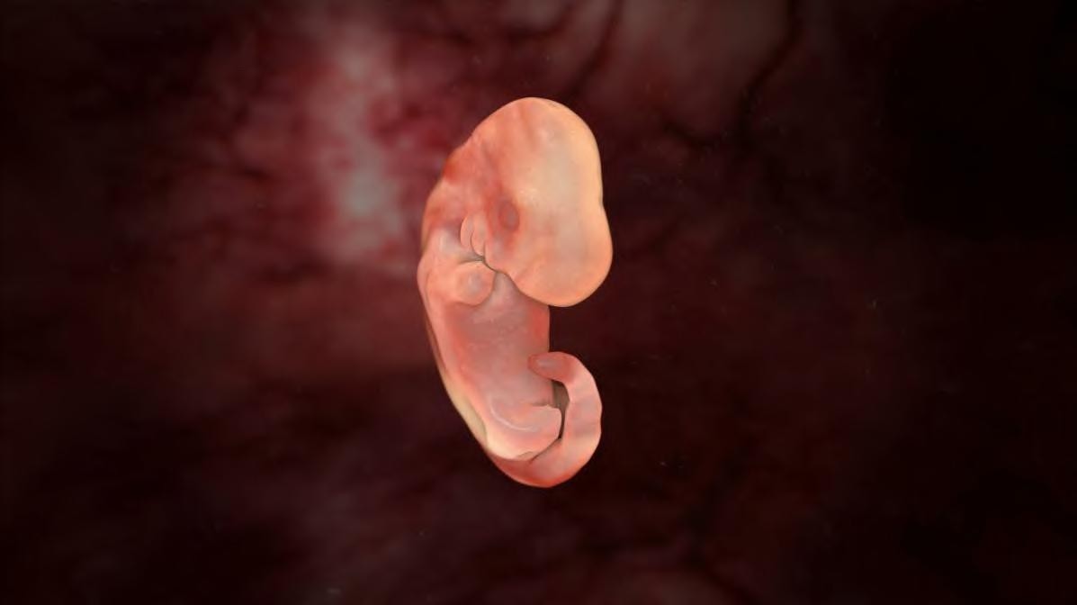 Развитие эмбриона собаки